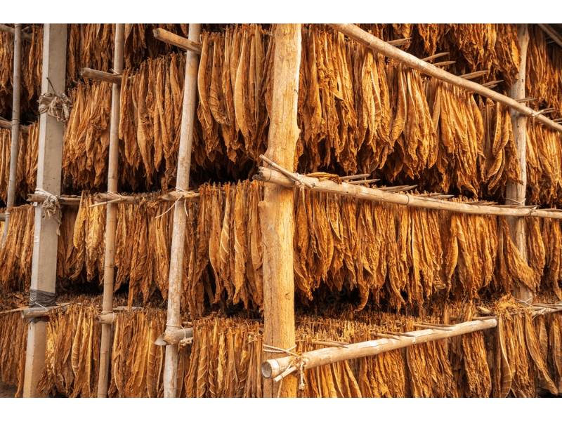 Quá trình phơi và ủ lá